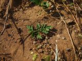 Erodium strigosum. Лист. Израиль, г. Герцлия, обочина дороги. 26.04.2011.