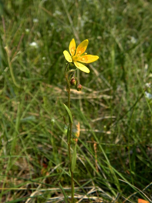 Изображение особи Saxifraga hirculus.