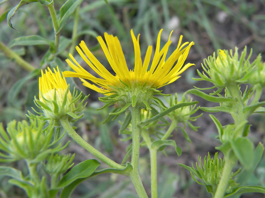 Image of Inula britannica specimen.