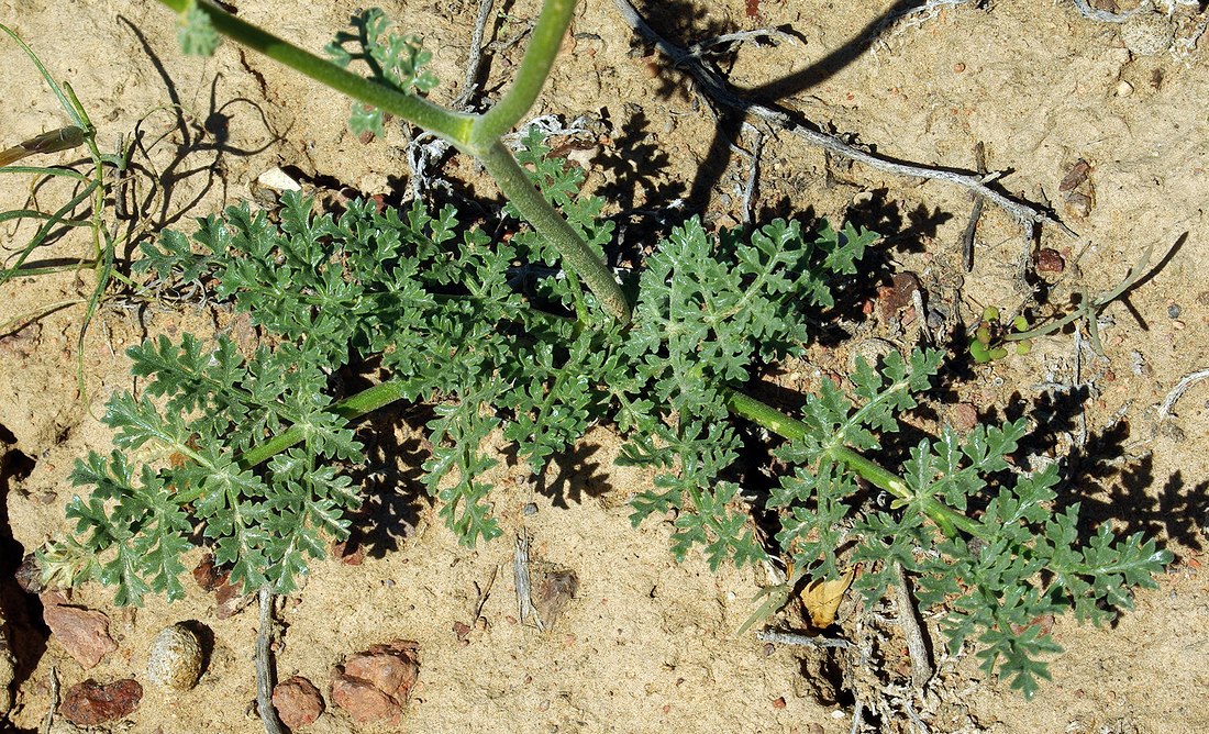 Image of Ferula syreitschikowii specimen.