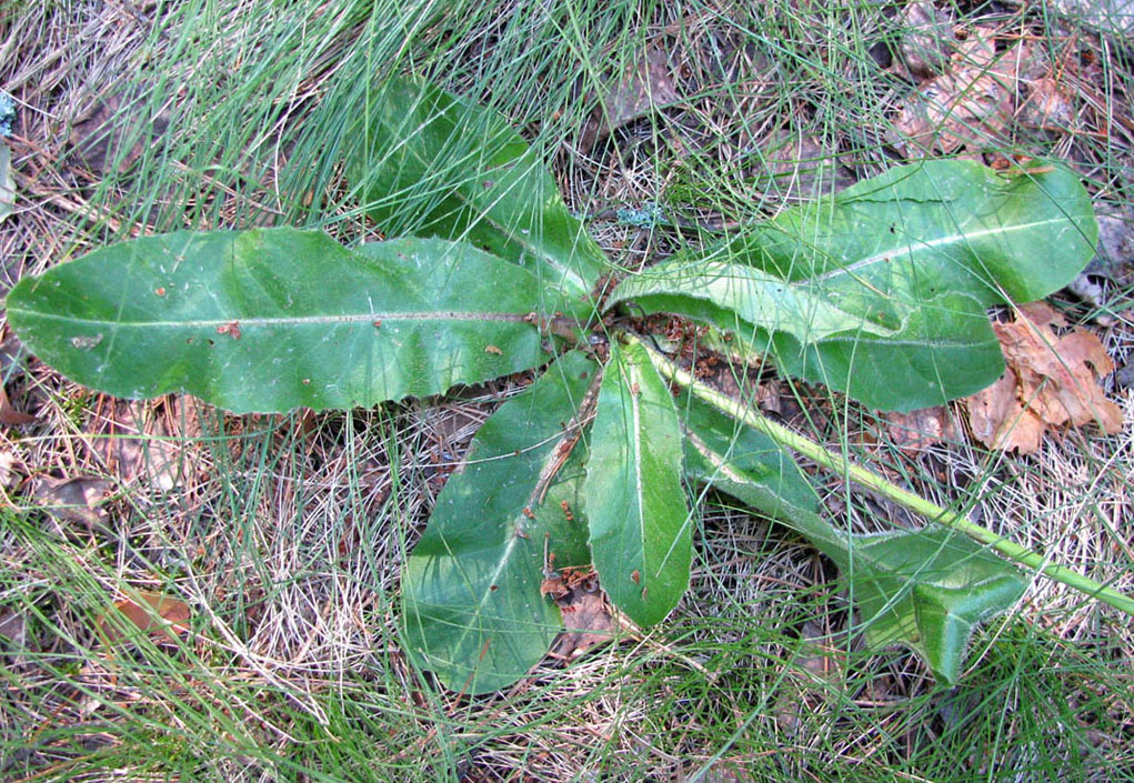 Image of Trommsdorffia maculata specimen.