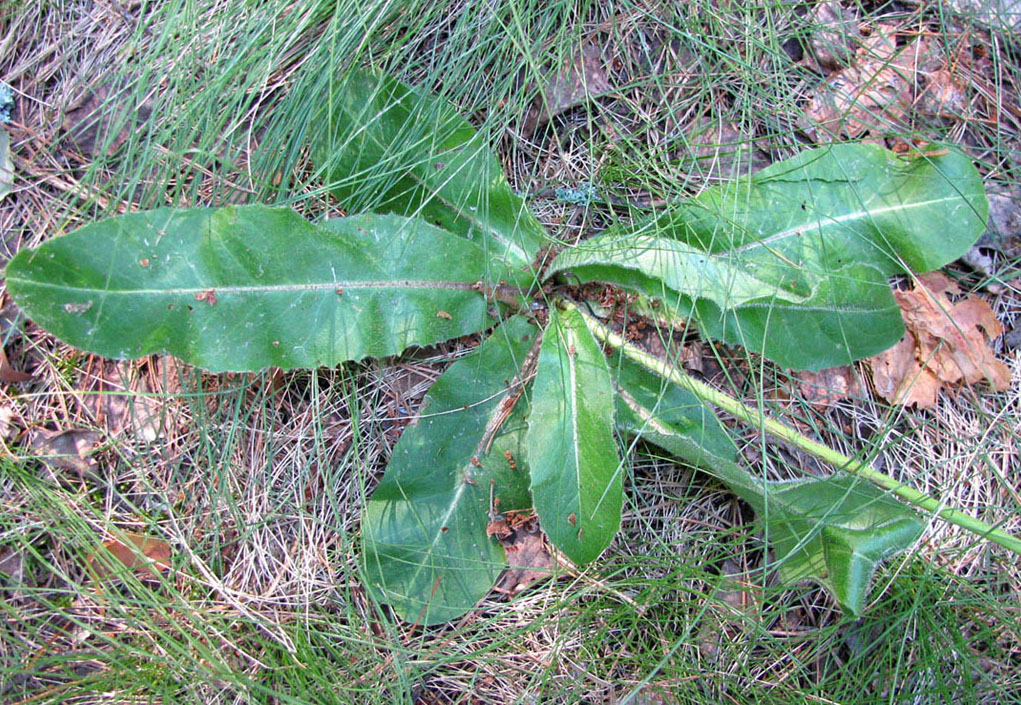 Изображение особи Trommsdorffia maculata.