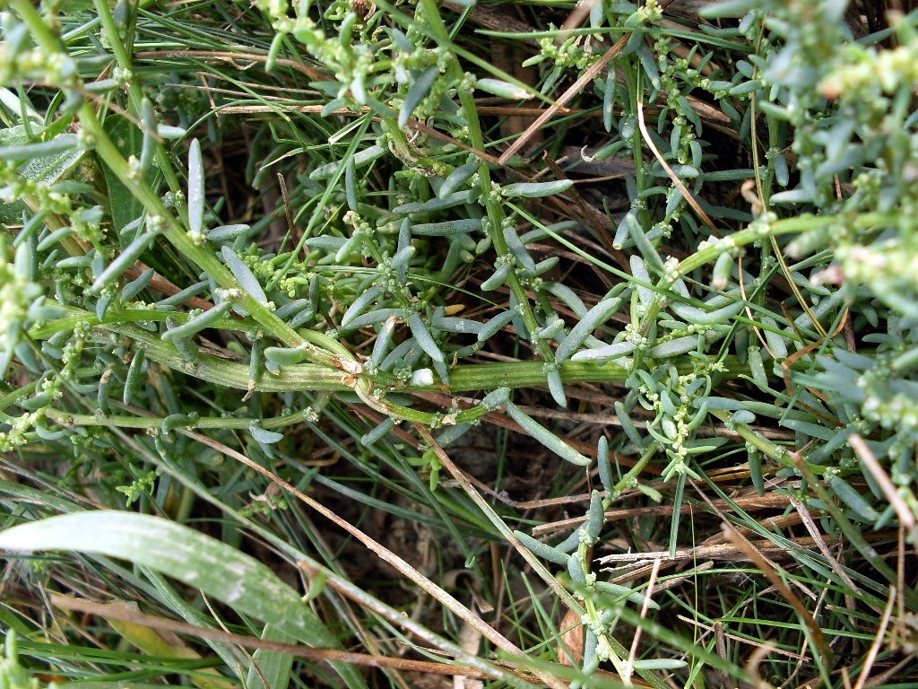 Изображение особи Suaeda prostrata.