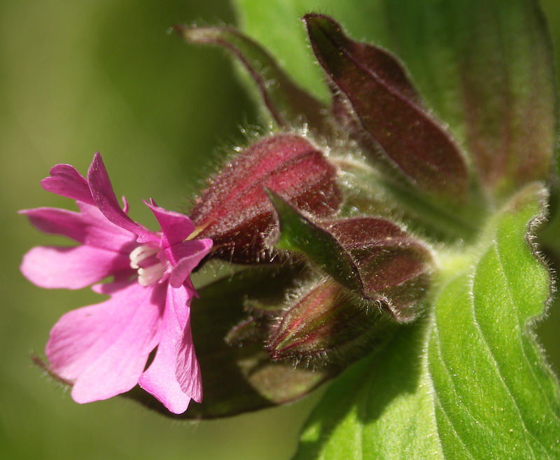 Image of Melandrium dioicum specimen.