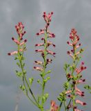 Fumaria officinalis