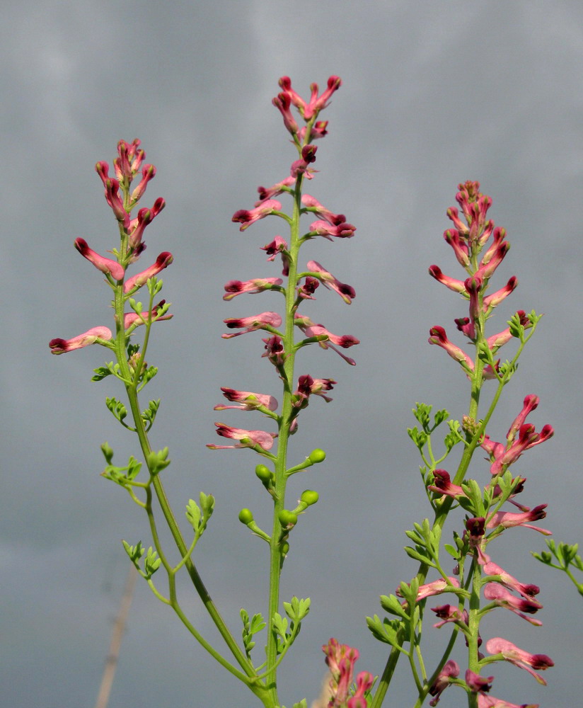 Изображение особи Fumaria officinalis.