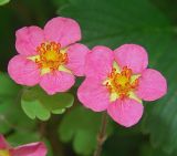 genus Fragaria. Цветки. Московская обл., дачный участок. 10.06.2005.