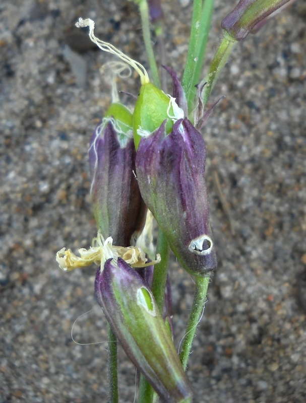 Image of Silene tatarica specimen.