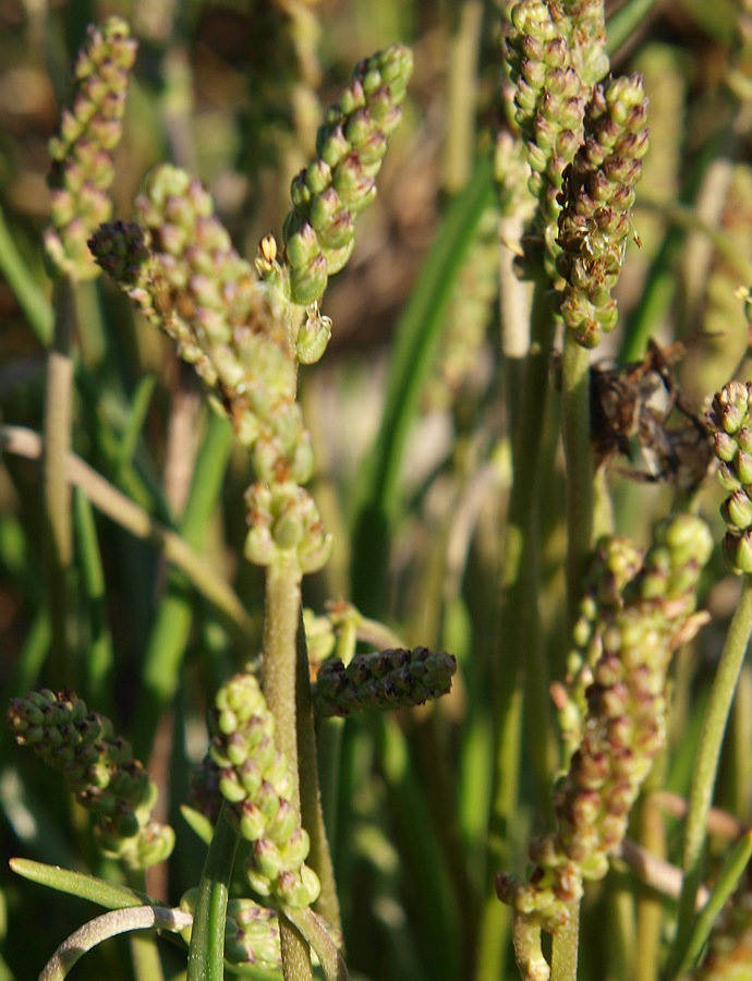 Изображение особи Plantago maritima.