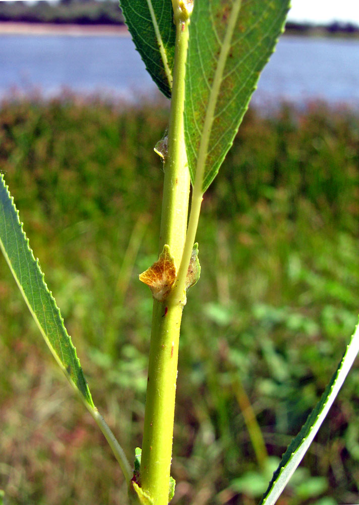 Image of Salix &times; undulata specimen.