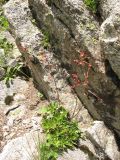 Saxifraga kolenatiana