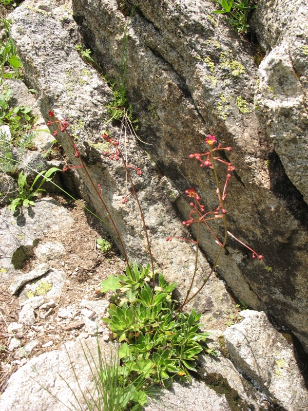 Изображение особи Saxifraga kolenatiana.