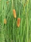 Typha laxmannii