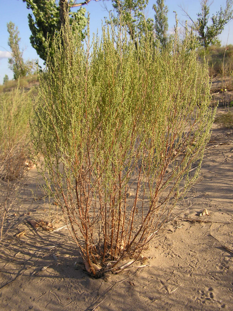 Image of Artemisia marschalliana specimen.