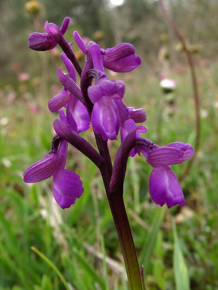 Image of Anacamptis morio ssp. champagneuxii specimen.