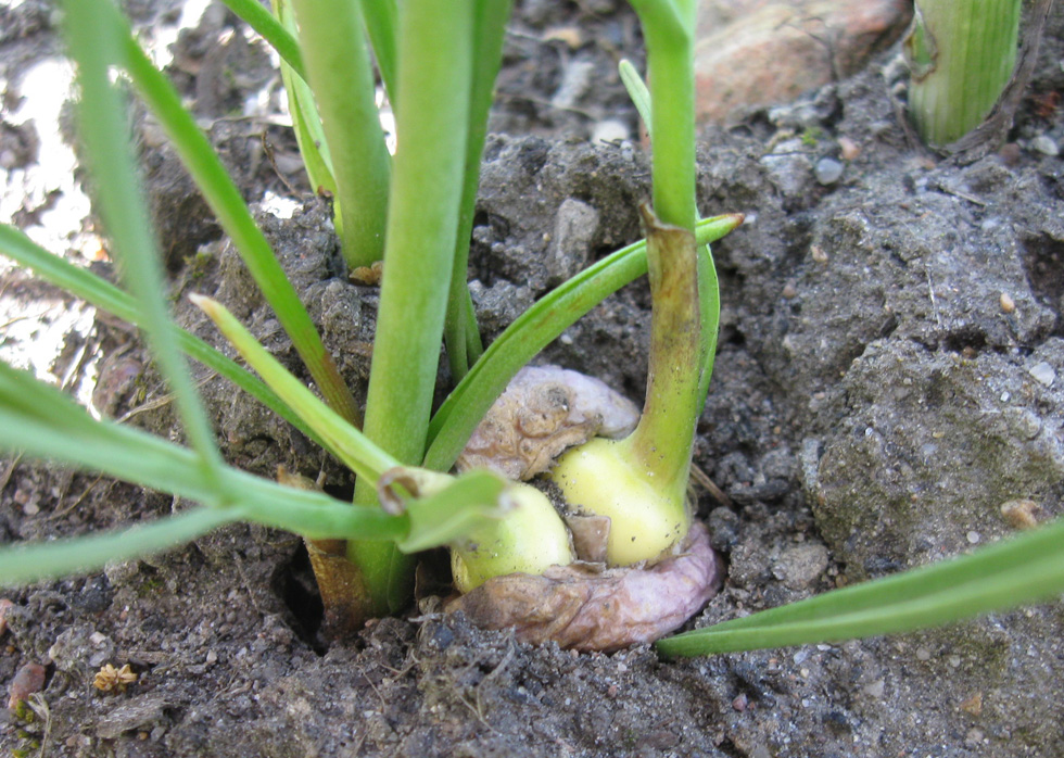 Image of Fritillaria meleagris specimen.