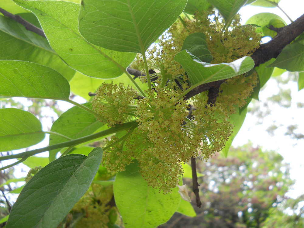 Image of Maclura pomifera specimen.