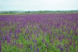 Salvia tesquicola