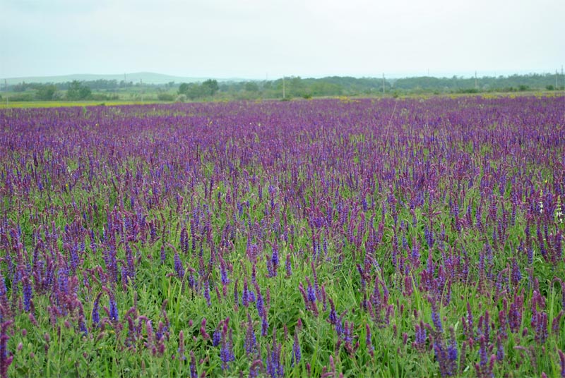 Изображение особи Salvia tesquicola.