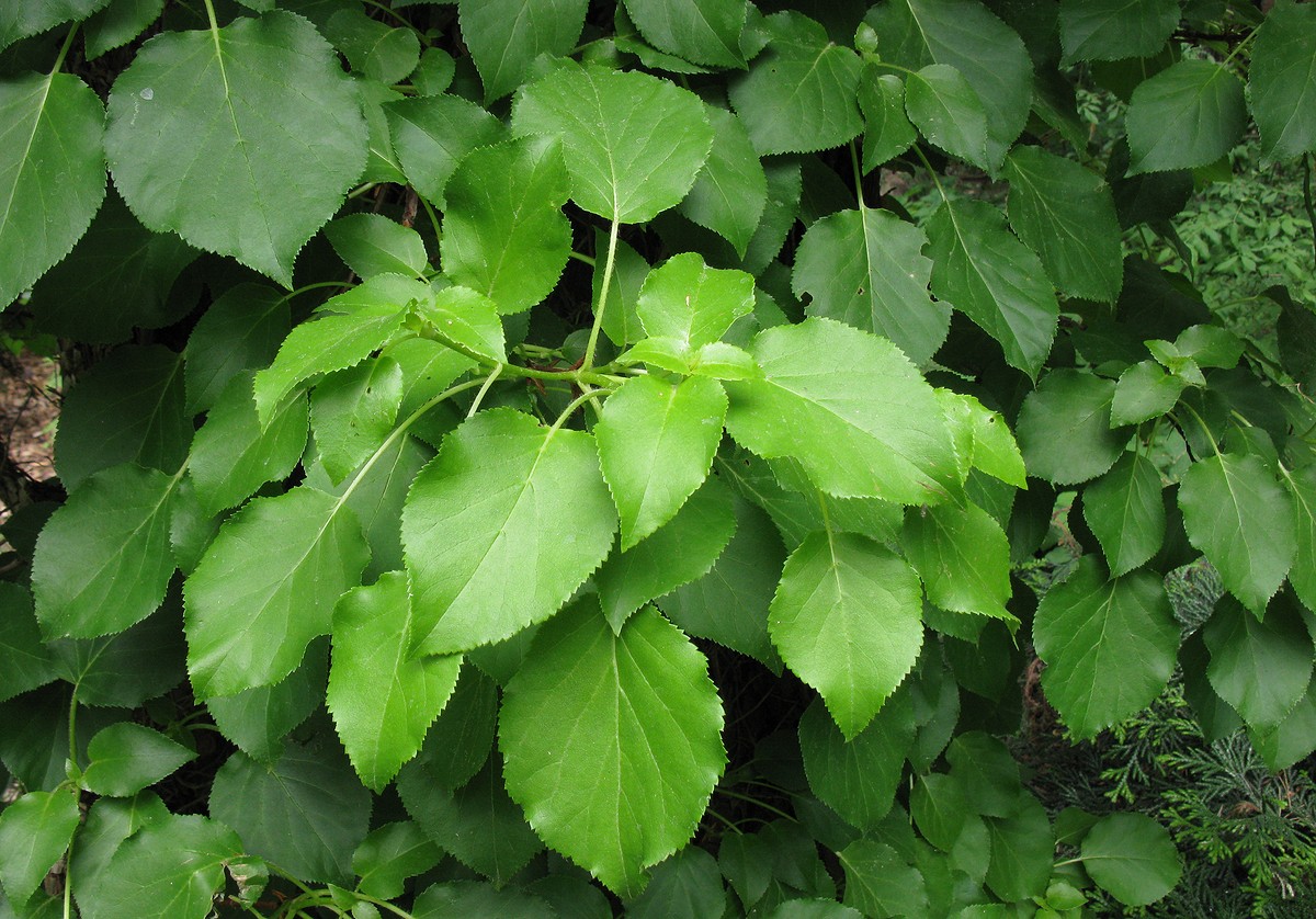 Image of Hydrangea petiolaris specimen.