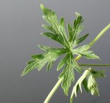 Geranium himalayense. Лист. Германия, г. Кемпен, в парке. 06.06.2012.