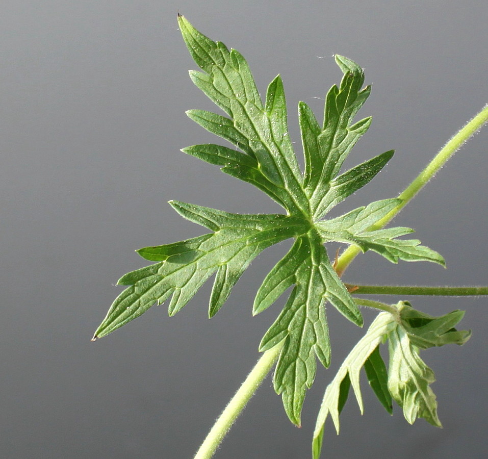 Изображение особи Geranium himalayense.