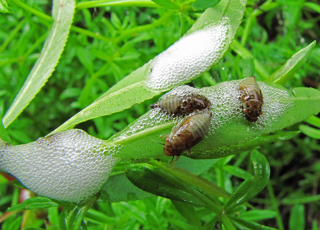 Image of Salix euxina specimen.