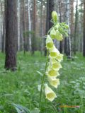 Digitalis grandiflora