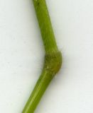 Brachypodium sylvaticum. Часть стебля с междоузлием (отсканированный образец). Курская обл., г. Железногорск. 20 июля 2007 г.