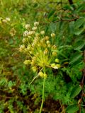 Allium flavum