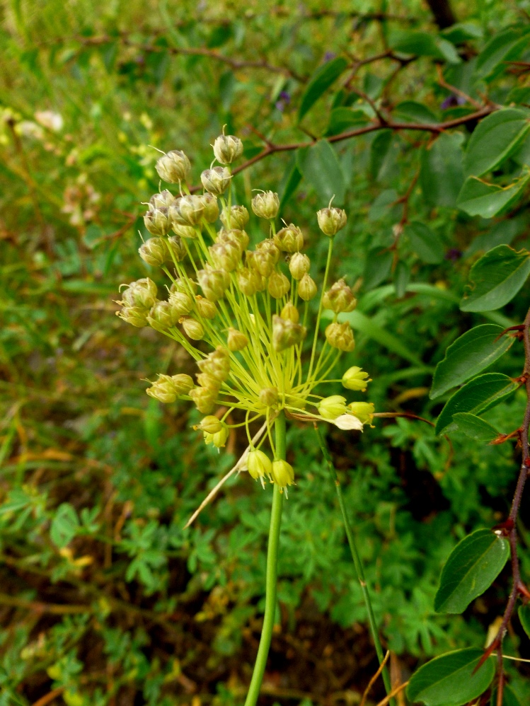 Image of Allium flavum specimen.