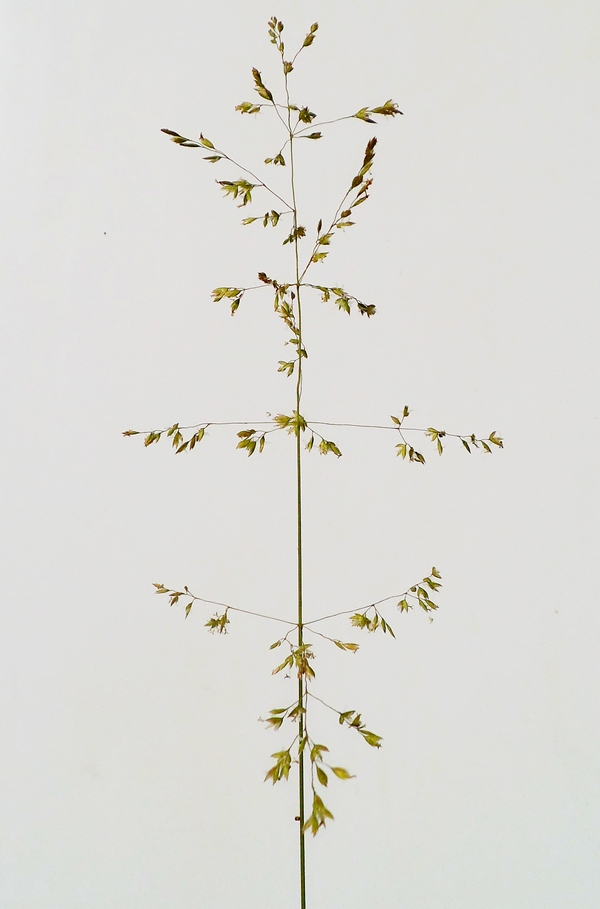 Image of Poa trivialis specimen.