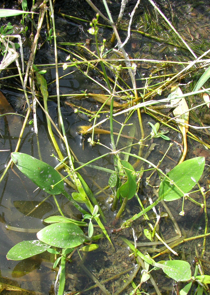 Image of Alisma gramineum specimen.