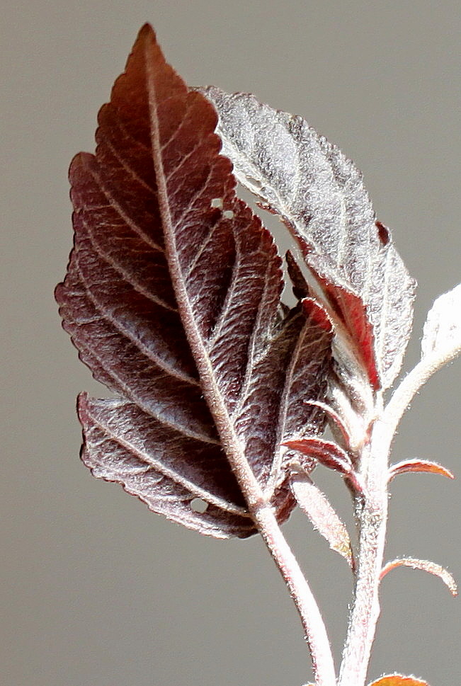 Image of genus Malus specimen.