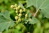 Xanthium orientale