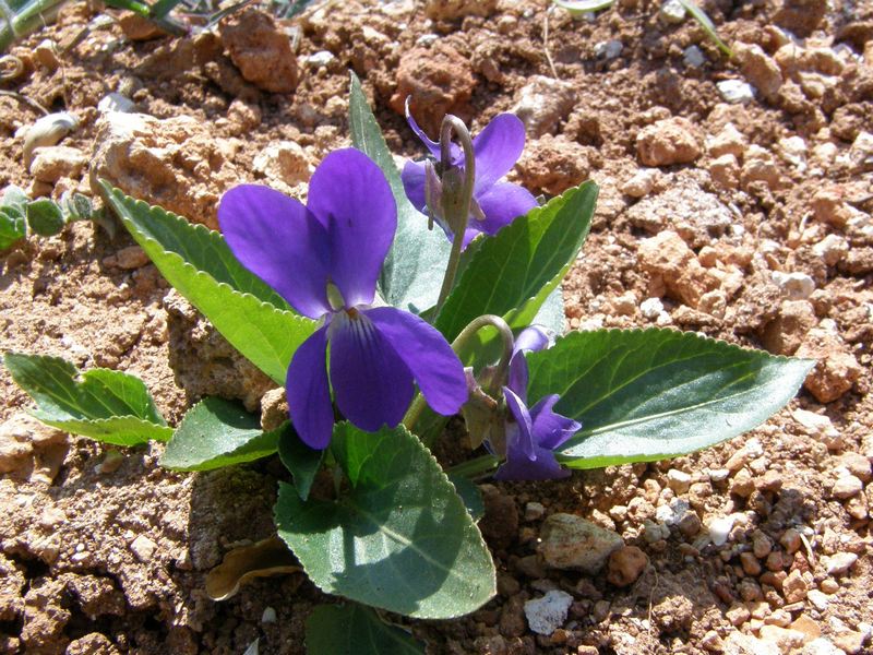 Image of Viola ambigua specimen.