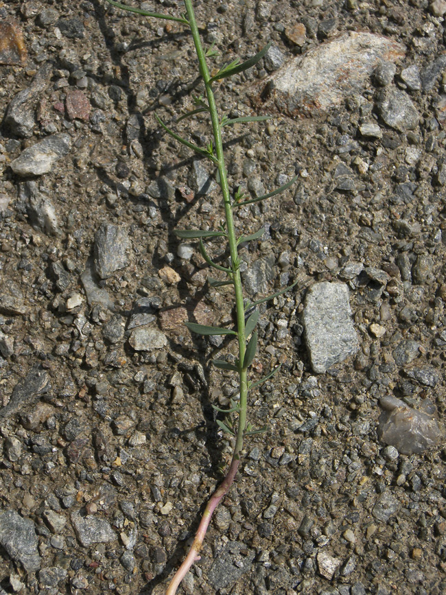 Image of Linaria meyeri specimen.