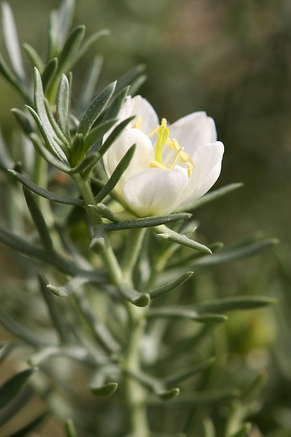 Image of Peganum harmala specimen.