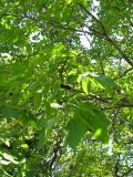 Juglans nigra. Ветви с плодами. Австрия, Вена, парк Зигмунд-Фройд. 10.09.2012.