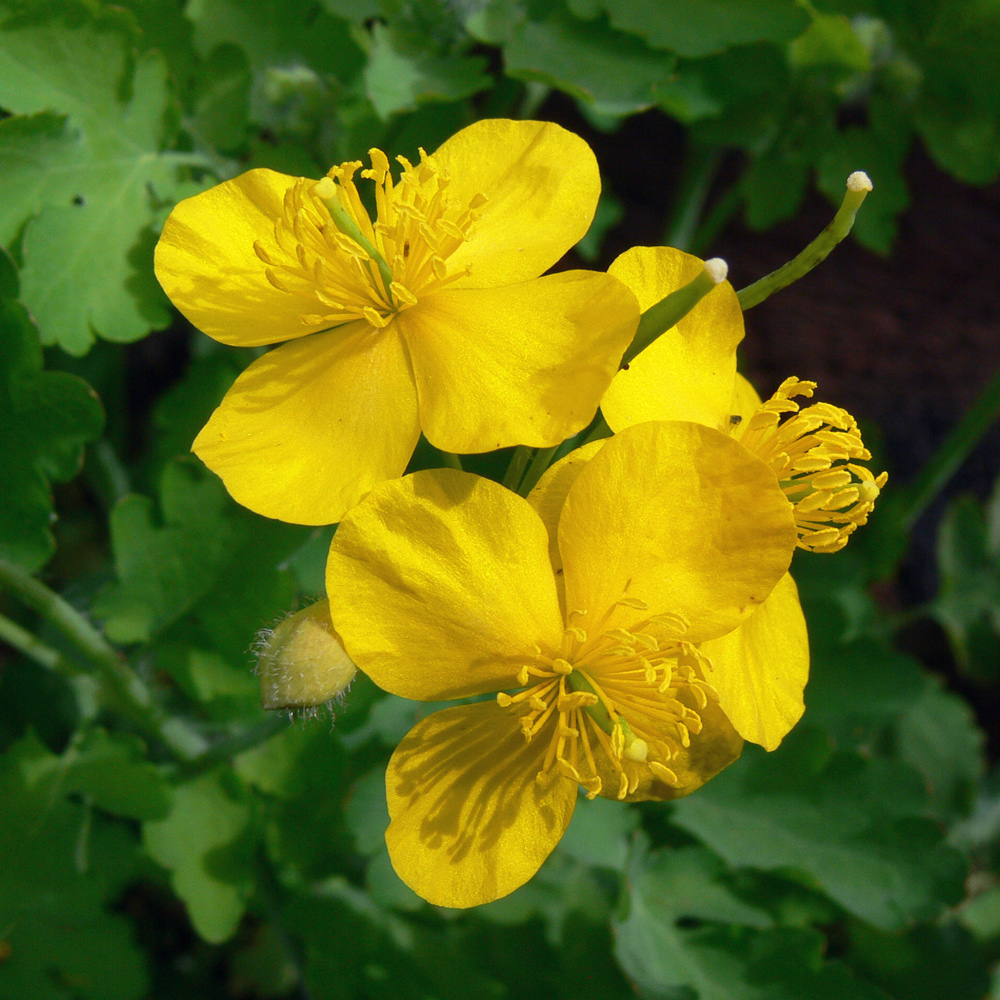 Изображение особи Chelidonium majus.