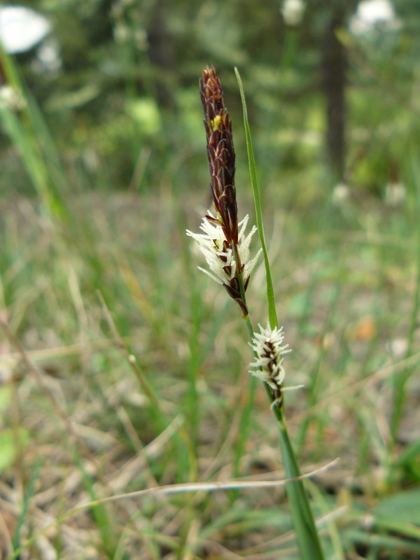 Изображение особи род Carex.