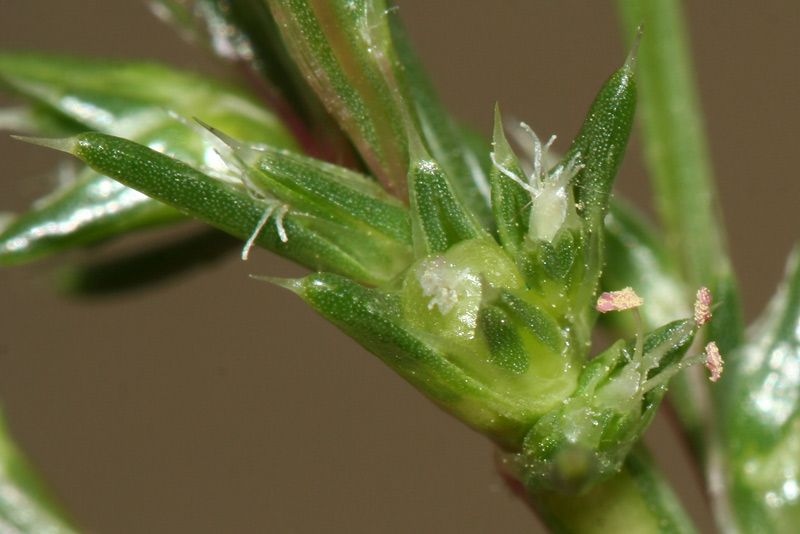 Изображение особи Salsola collina.