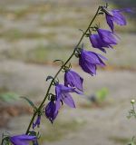 Campanula rapunculoides