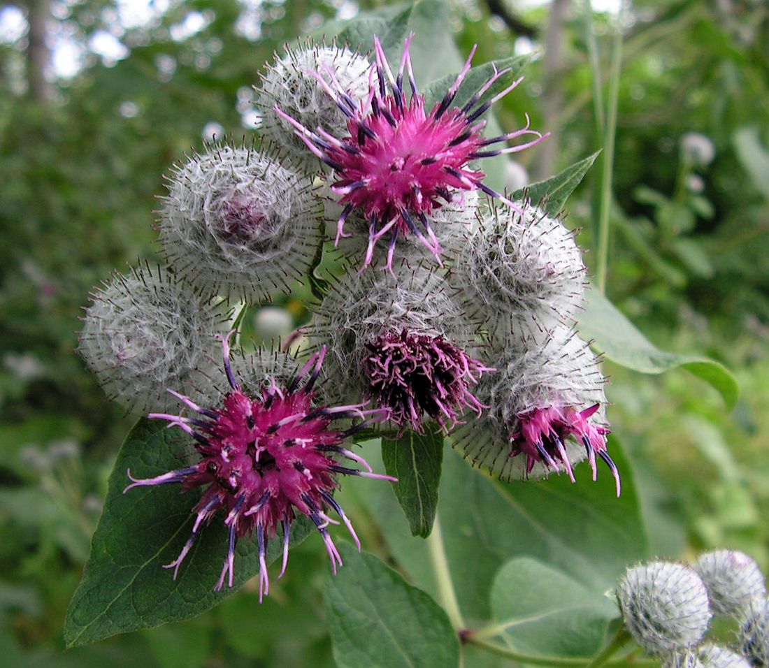 Изображение особи Arctium tomentosum.