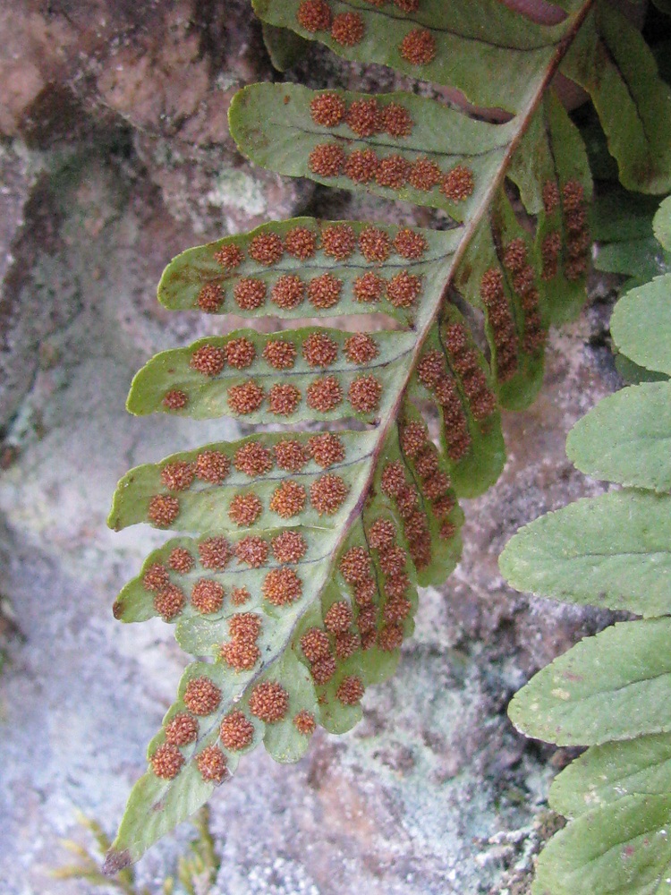 Image of Polypodium vulgare specimen.