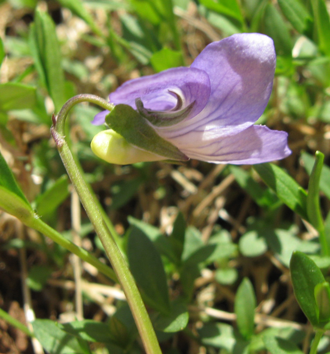 Image of genus Viola specimen.