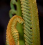 Cycas thouarsii. Сегменты разворачивающихся вай. Израиль, Шарон, г. Герцлия, в культуре. 30.06.2012.