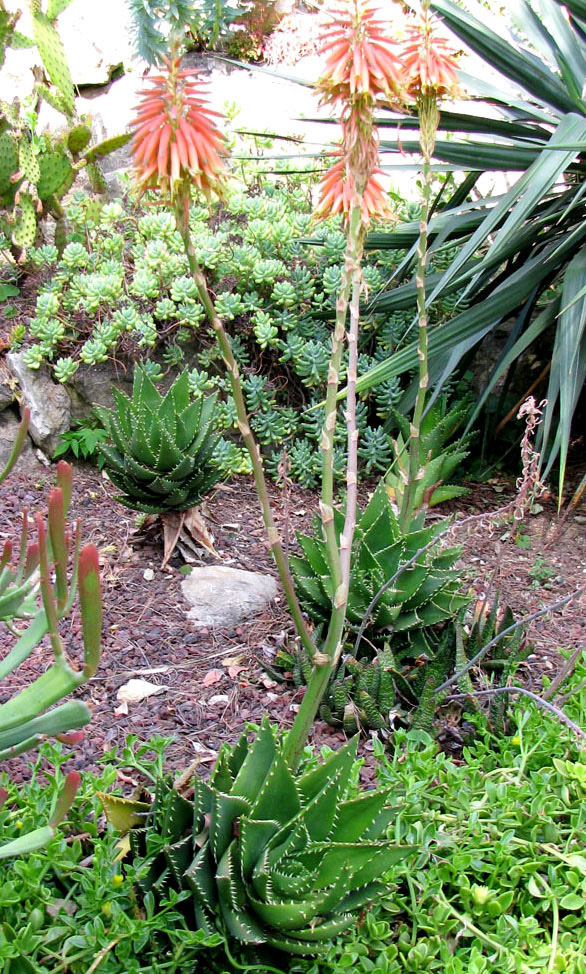 Image of genus Aloe specimen.