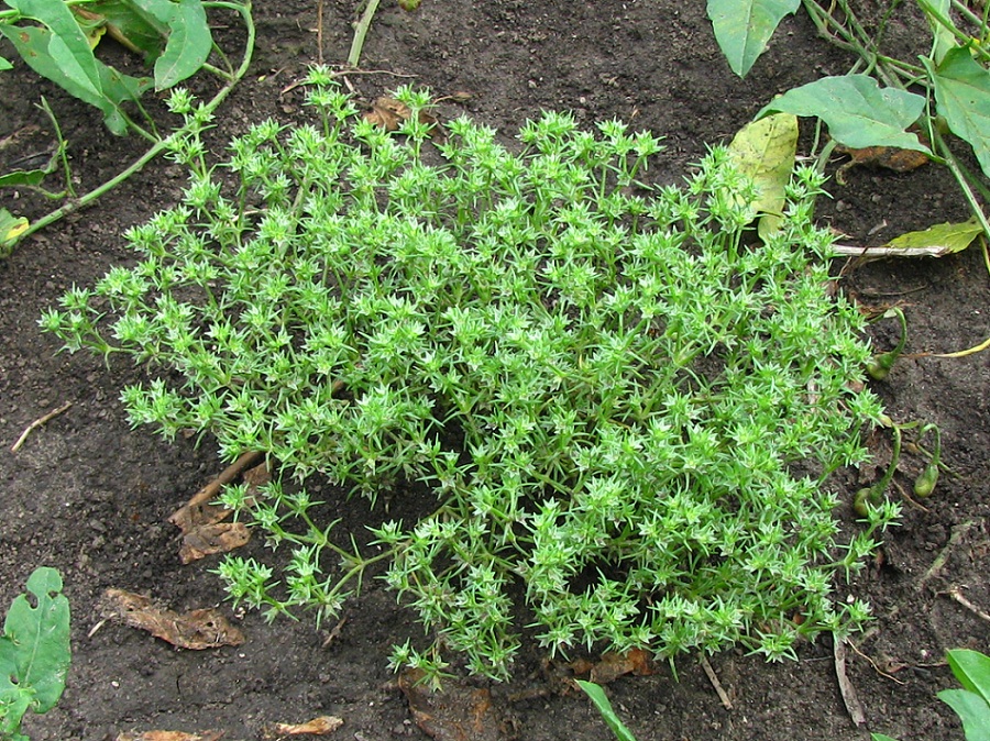 Изображение особи Scleranthus annuus.