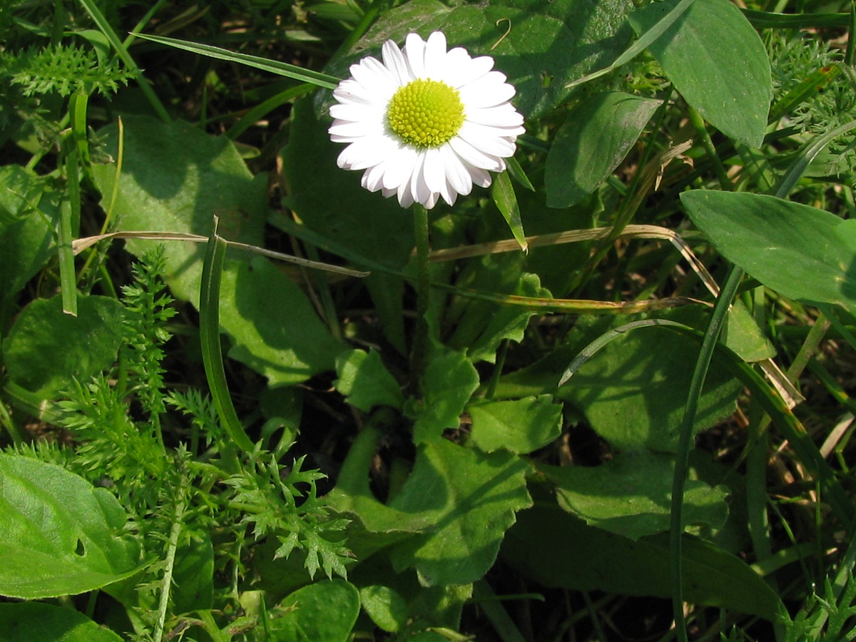 Image of Bellis perennis specimen.